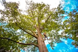 Best Tree Health Inspection  in Cetronia, PA